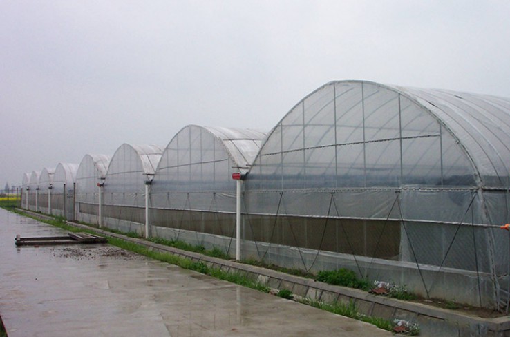 Multi-span greenhouse